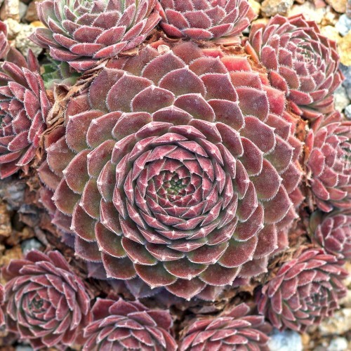Sempervivum 'Director Jacobs' - Mägisibul 'Director Jacobs' 